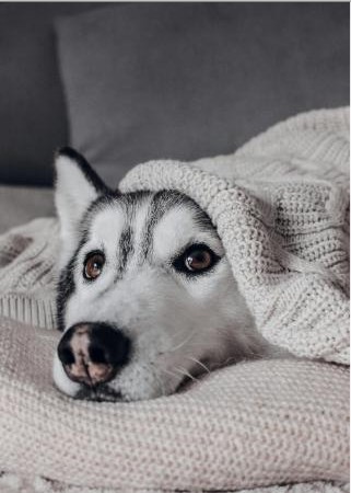 FREE 48hr Calm Guide for Dogs cover