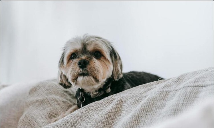 7-Day Calm Guide for Dogs cover